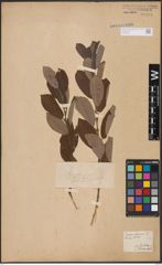 Foto von Salix cinerea L.